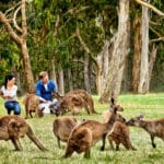 Kangaroo at Cleland Wildlife Park, Adelaide Hills, SA
