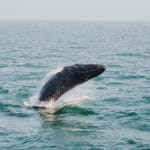 Baleines sydney