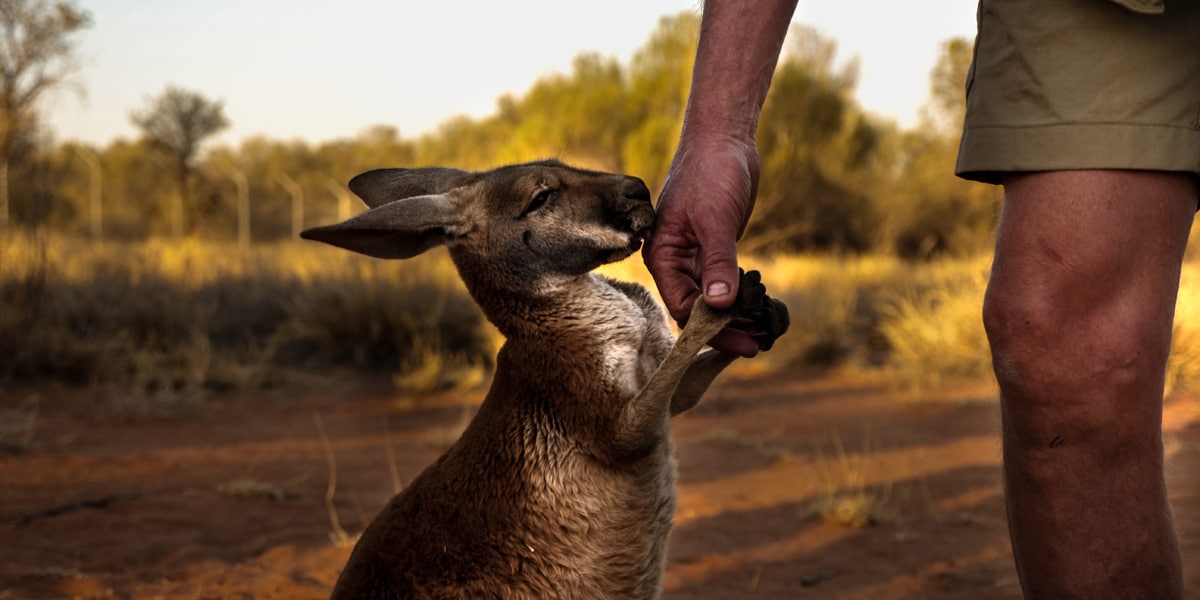 Experience Woofing en Australie avec des animaux