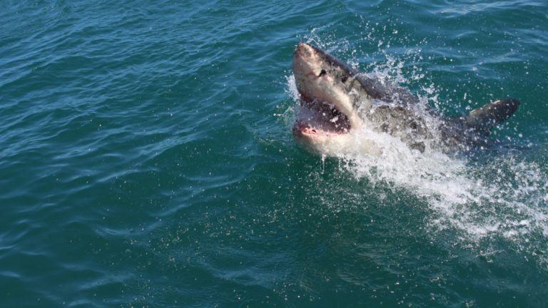 Plonger avec les requins blancs en Australie