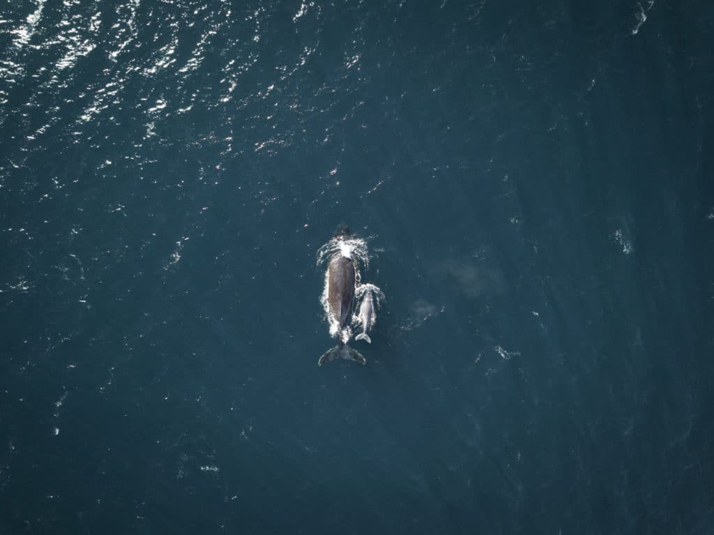 Observer les baleines pendant une croisière à Sydney
