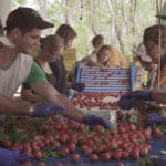 Faire fruit picking fermes australie