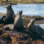 Wildlife Coast Cruises, Phillip Island, Victoria