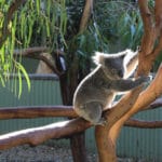 Sydney Zoo koala