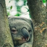 incroyables histoires de koalas