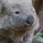 wombat faune australie