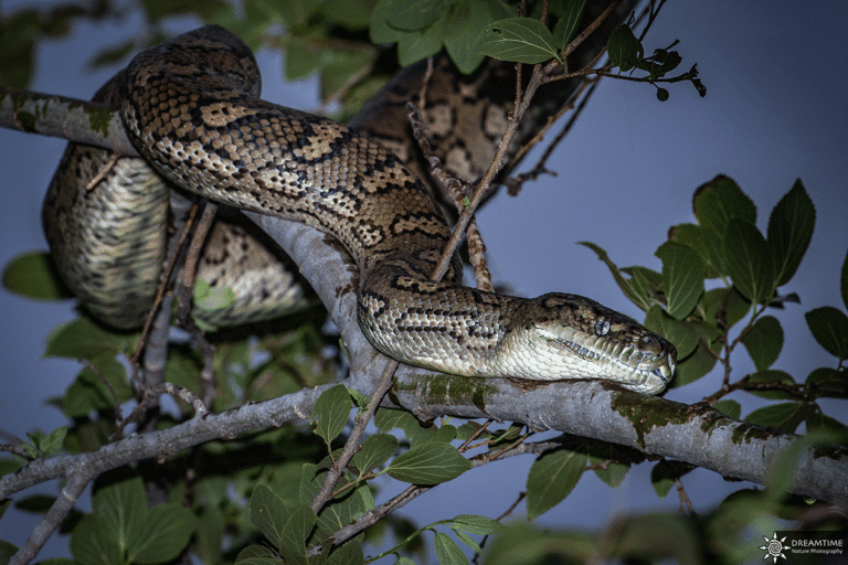 Les serpents en Australie