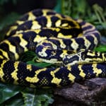 Serpent Australie 3