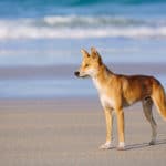 Dingo Fraser Island Australie