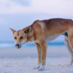 Dingo Australie
