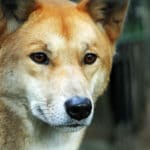 Dingo 5