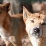 Dingo en Australie
