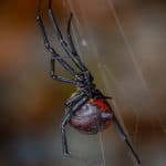 RedBack araignée australie
