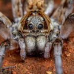 Araignée Wold Australie