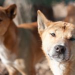 cropped-Dingo-en-Australie.jpg