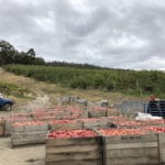 Arnaques-fruit-picking