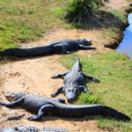 Kakadu-crocodiles