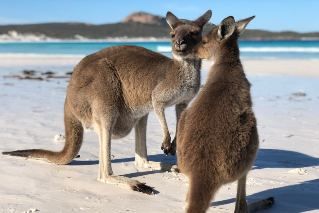 Kangourous - Espérance - Western Australie - Côte Ouest Australie