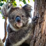 Koala-australie-great