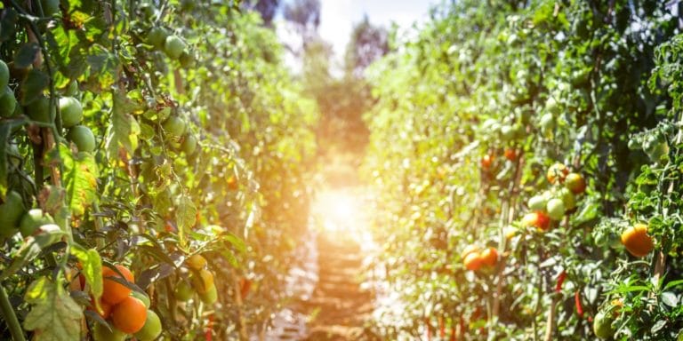 Expérience dans le fruit picking : Charlie et la tomate magique – Episode 2