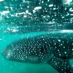 ningaloo-reef-west-coast-australia