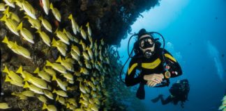 Passer son diplôme de plongée en Australie