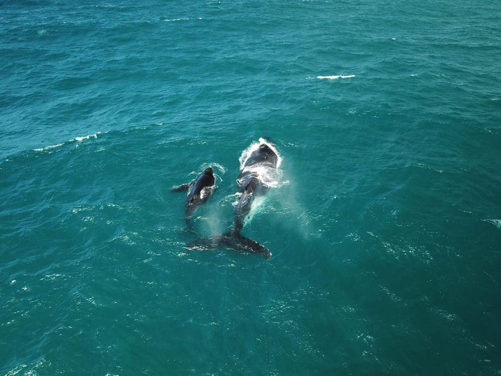 baleines a bosse australie