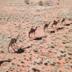 road-trip-cote-ouest-australie-photo-couverture-1