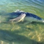 shark-bay-dauphins-cote-ouest-australie