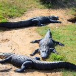 Crocodiles-repos