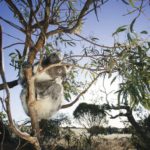 Koala-Australie-1024×1024-1