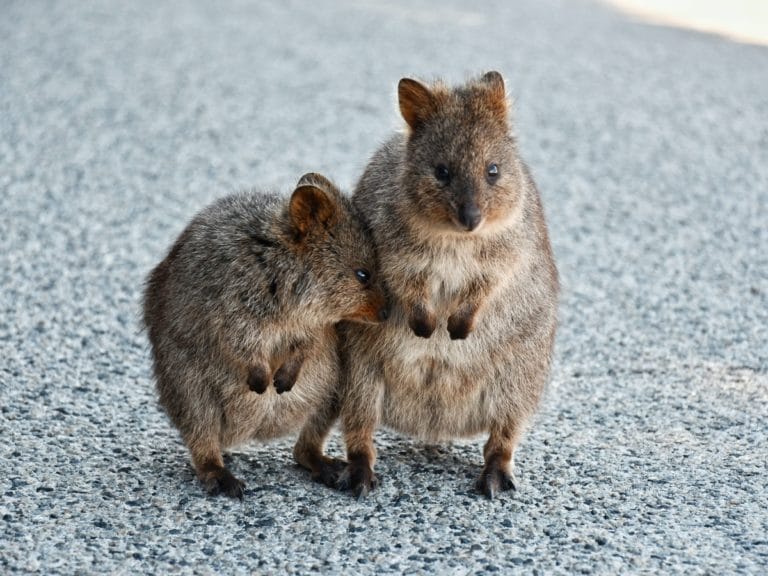 Le Quokka en Australie : un Marsupial Souriant