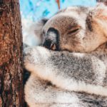 5-bonnes-raisons-de-voyager-en-Australie-5