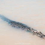 5-bonnes-raisons-de-voyager-en-Australie-6-crocodile