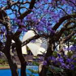 botanical-garden-sydney