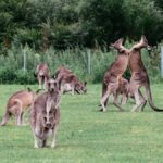 kangourou-australie