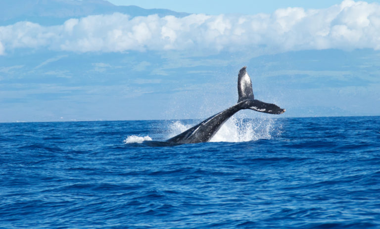 Whale watching à Hervey Bay -Australie