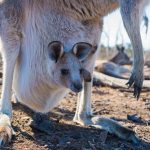 bebe-kangourou-australie-poche