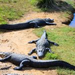 crocodile-australie