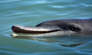 voir des dauphins en Australie à Monkey Mia