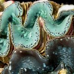 giant-clam-australie