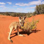 refuge-kangourous