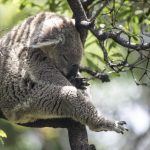 taronga-zoo-sydney-australie