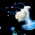 Jelly-Blubber-meduse