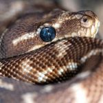 Serpent python australie