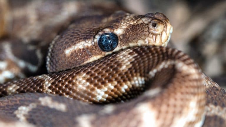 Guide Complet sur les Serpents en Australie : Espèces, Sécurité et Statistiques