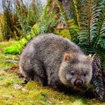 Wombat-habitat