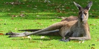 Avez vous déjà pensé à travailler dans un refuge animalier en Australie ?