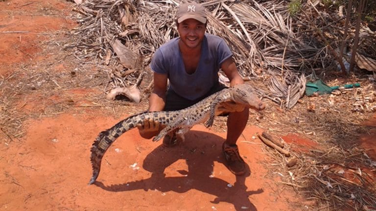 Travailler dans une ferme de crocodiles en Australie