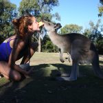 Wwoofing-australie-experience-animaux